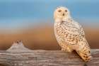 USA-Washington State Damon Point-snowy owl-last light Coastal Print